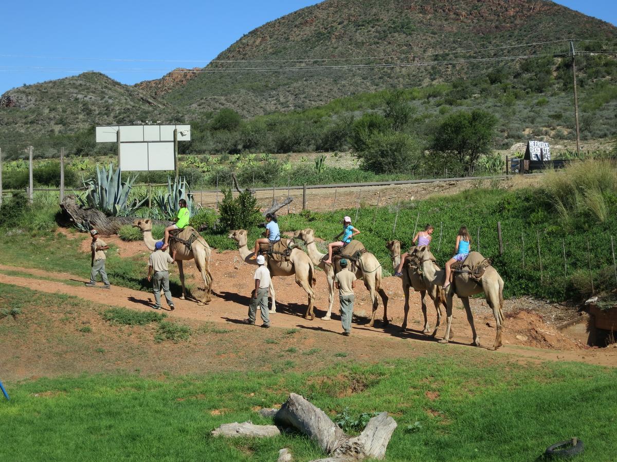 Wilgewandel Holiday Farm & Day Restaurant Oudtshoorn Kültér fotó