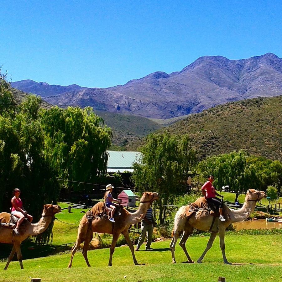 Wilgewandel Holiday Farm & Day Restaurant Oudtshoorn Kültér fotó